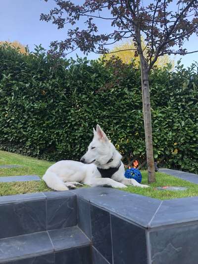 Weißer Schweizer Schäferhund-Beitrag-Bild