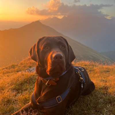 Hundetreffen-Social Walk und gemeinsames Training-Bild