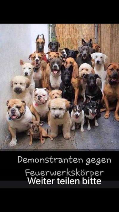 Französische Bulldoggen-Beitrag-Bild