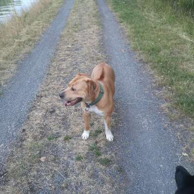 Hundetreffen-Bollerköpp und Schwergewicht-Bild