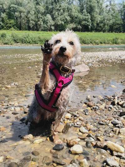 Mischlingshunde Foto Aufruf-Beitrag-Bild