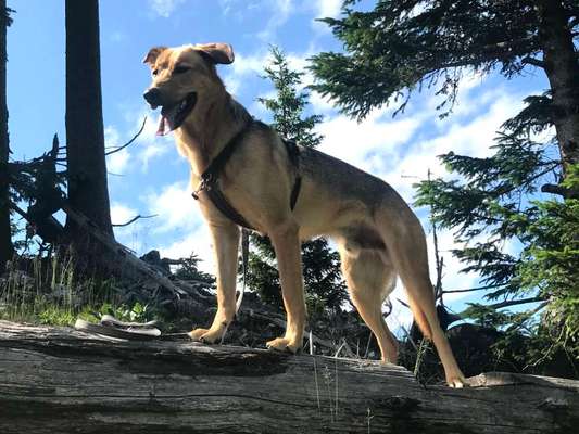 Mischlingshunde Foto Aufruf-Beitrag-Bild