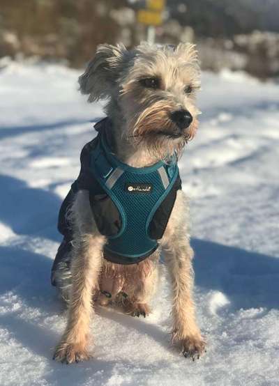 Mischlingshunde Foto Aufruf-Beitrag-Bild