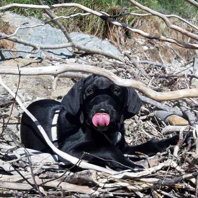 Hundetreffen-Welpen/Hundetreff-Bild