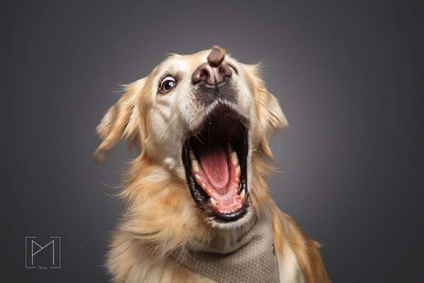 Dogorama Photo Challenge - Be my valentine-Beitrag-Bild