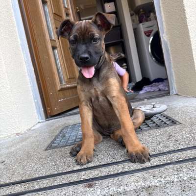 Hundetreffen-Welpentreff- Spielen, Sozialwalk, gemeinsames Training-Bild