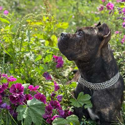 Hundetreffen-Hundetreff-Training, spielen, sozialisieren-Bild