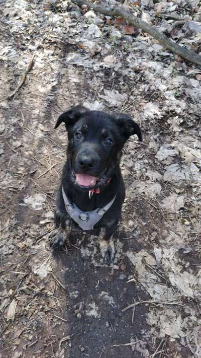 Hundetreffen-Spielen & gemeinsam Gassi gehen-Bild