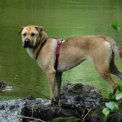 Hundetreffen-Gemeinsame Treffen-Bild