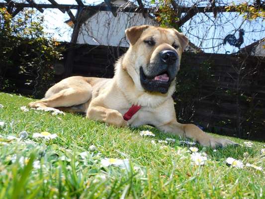 Hundetreffen-Gemeinsame Aktivitäten-Bild