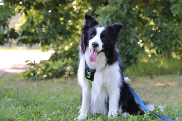 Die Dogorama Kalender Challenge Teil 3/4-Beitrag-Bild