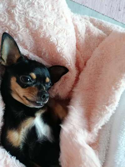 Wo sind die Zwergpinscher?-Beitrag-Bild