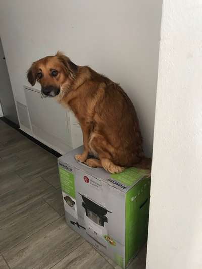 Schäferhund-Beitrag-Bild