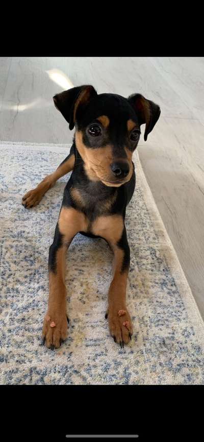 Dogorama Photo Challenge - Tricks, Tricks & Tricks!-Beitrag-Bild