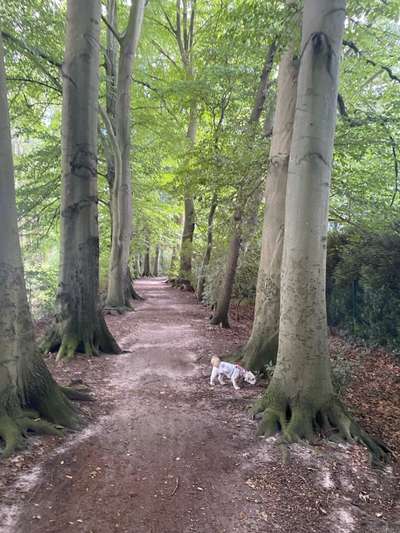 Hundeauslaufgebiet-Ellernbruch-Bild