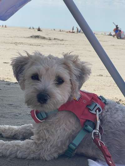 Unsere Fellnasen-Vielfalt im Überblick!-Beitrag-Bild