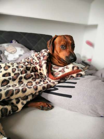 Reinrassige Hunde?-Beitrag-Bild