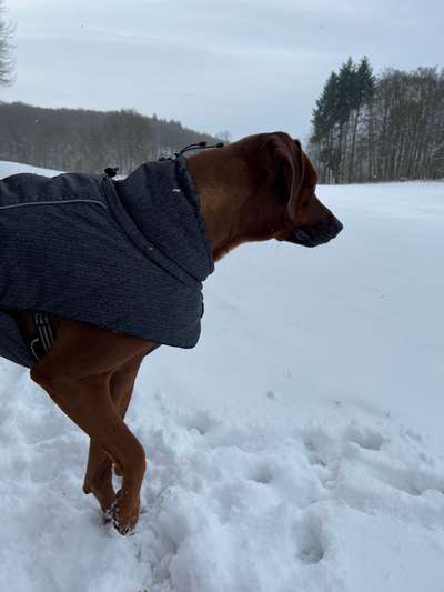 Dogorama Photo Challenge - Winterstimmung-Beitrag-Bild