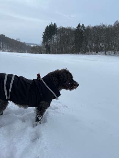 Dogorama Photo Challenge - Winterstimmung-Beitrag-Bild