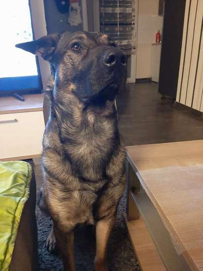 Schäferhund-Beitrag-Bild