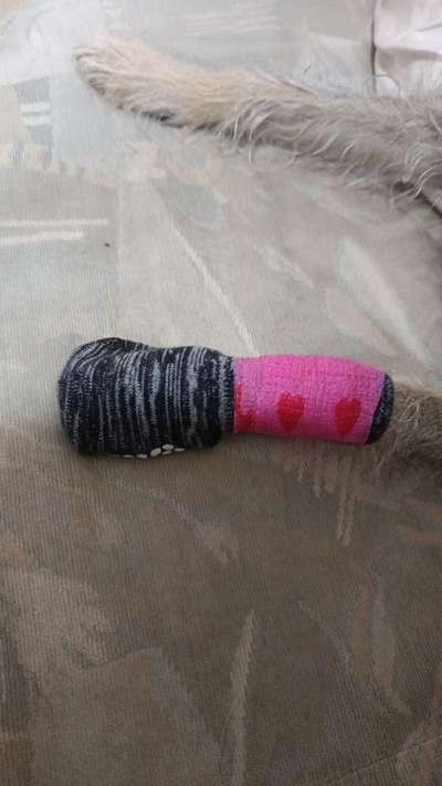 Hundesocke draußen-Beitrag-Bild