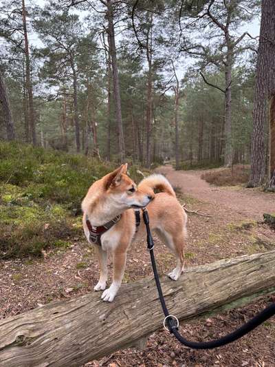 Hundetreffen-Spaziergang / Social Walk in Groß Oesingen und Umgebung-Bild