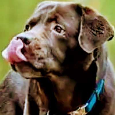 Hundetreffen-Hundetraining