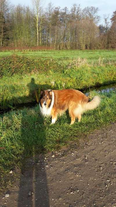 Collies gesucht-Beitrag-Bild