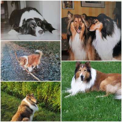 Collies gesucht-Beitrag-Bild