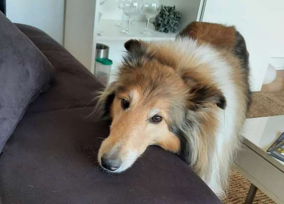 Collies gesucht-Beitrag-Bild