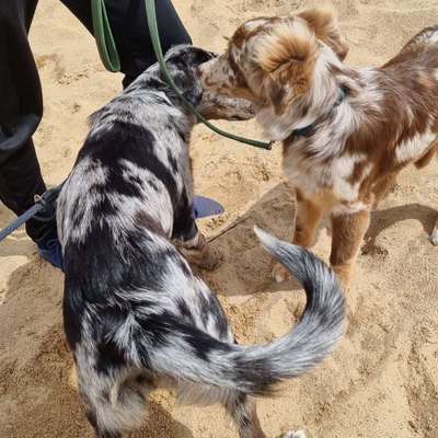 Hundetreffen-Hundetreff Hundewiese Milchweg, Magdeburg-Bild