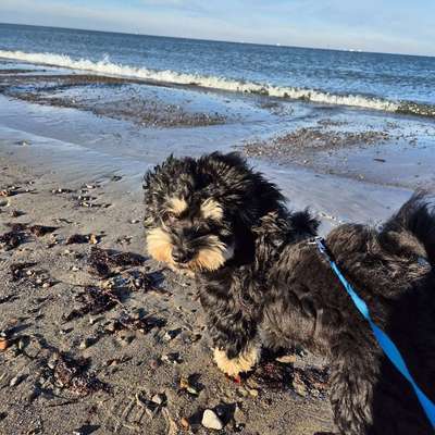 Hundetreffen-Lütten Klein Gemeinsame Gassirunde-Bild