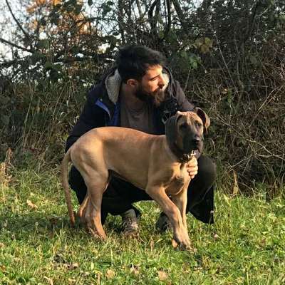 Hundetreffen-Treffen zur Gassirunde, spielen lassen oder auch nur der Austausch von Erfahrungen-Profilbild