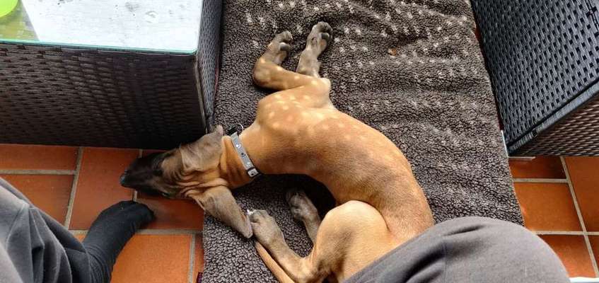 Welpen Bilder !-Beitrag-Bild