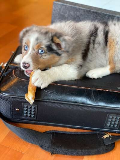 Die Dogorama Kalender Challenge Titelbild-Beitrag-Bild