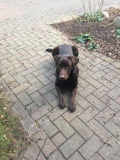 Zeigt her eure Junghunde :)-Beitrag-Bild