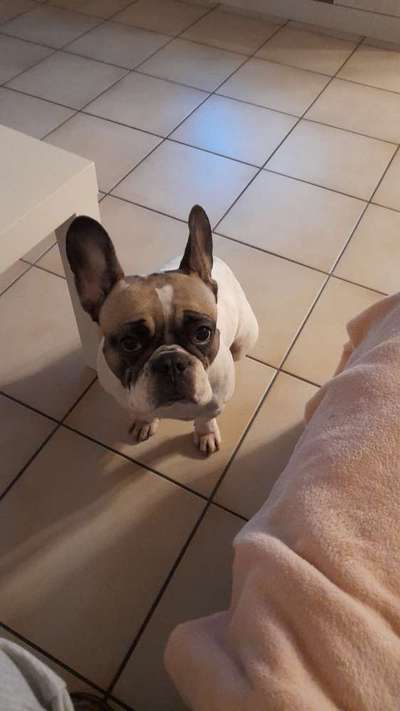 Französische Bulldoggen-Beitrag-Bild