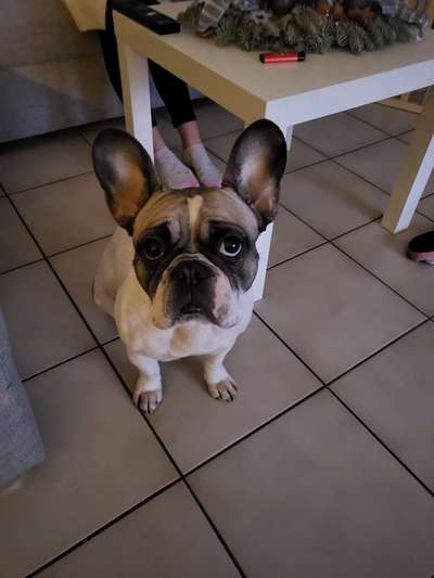 Französische Bulldoggen-Beitrag-Bild