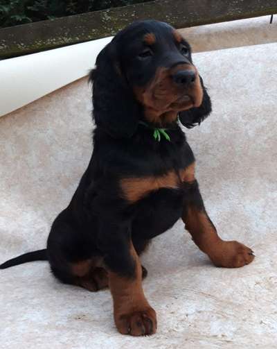 Welpen Bilder !-Beitrag-Bild