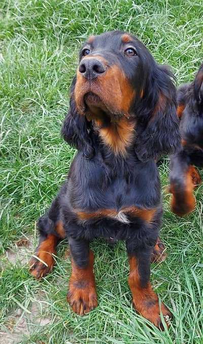 Welpen Bilder !-Beitrag-Bild