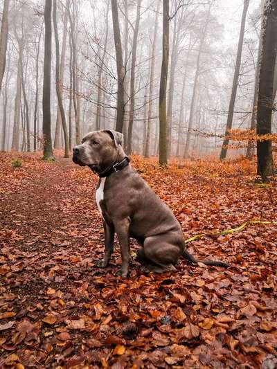 Sogenannte Kampfhunde-Beitrag-Bild