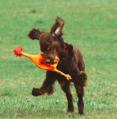 Die Dogorama Kalender Challenge Titelbild-Beitrag-Bild