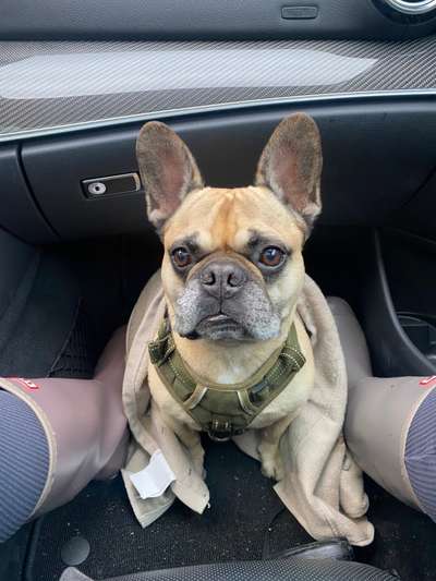 Hundetreffen-Westend / Charlottenburg - Spielkameraden gesucht-Bild