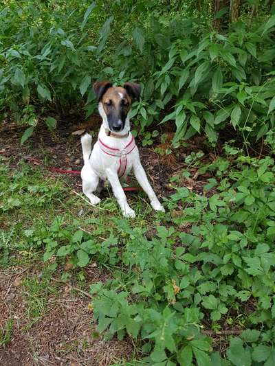 Foxterrier Gang-Beitrag-Bild