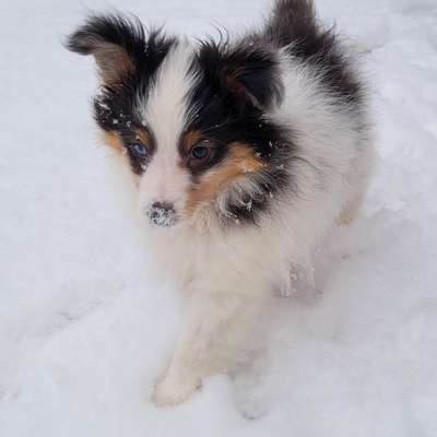 Hundetreffen-Welpentreffen-Bild