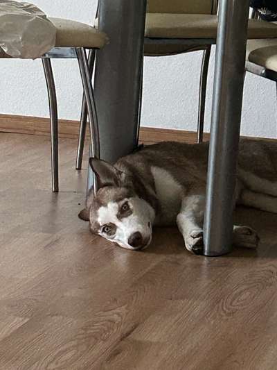 Dogorama Photo Challenge - Zeit ins Bett zu gehen-Beitrag-Bild