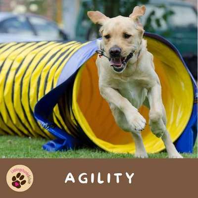 Giftköder-Agility Gruppe-Bild