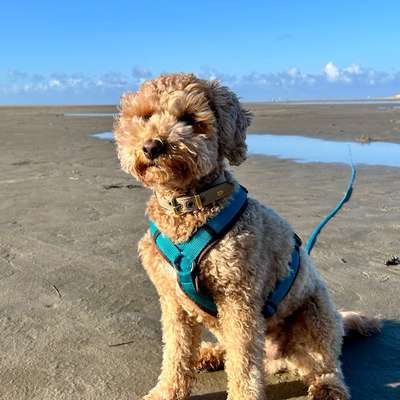 Hundetreffen-Spaziergang / Hundekontakt-Profilbild