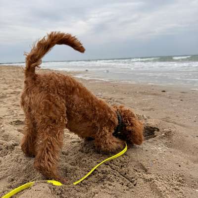 Hundetreffen-Pudel- und/oder Spaß-Treff gesucht-Bild