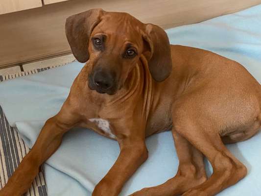 Rhodesian Ridgeback-Beitrag-Bild